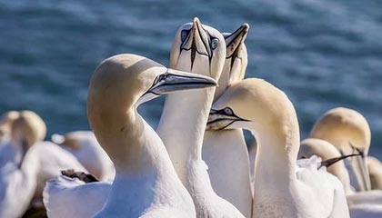 九游体育下载-独行侠新秀连续两场砍下+得分，赢得球迷喝彩，独行侠最新球员名单