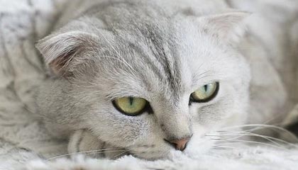 九游体育官方网站-中国队蛙泳调整不够理想，中国蛙泳冠军是谁