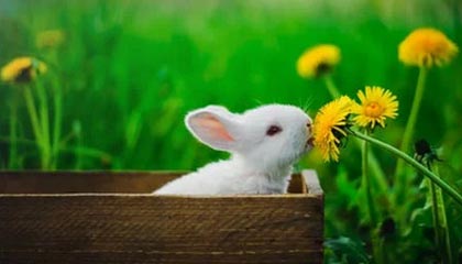 九游体育娱乐-外援政策需更加合理科学，外援保护政策